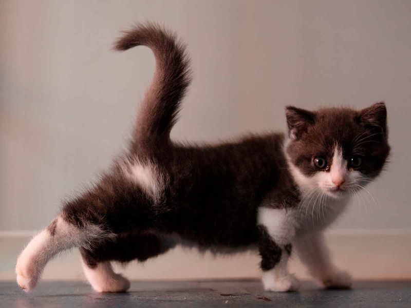 Sinogene’s Successful Cat Cloning: Physical Similarity Reaches 90 Percent